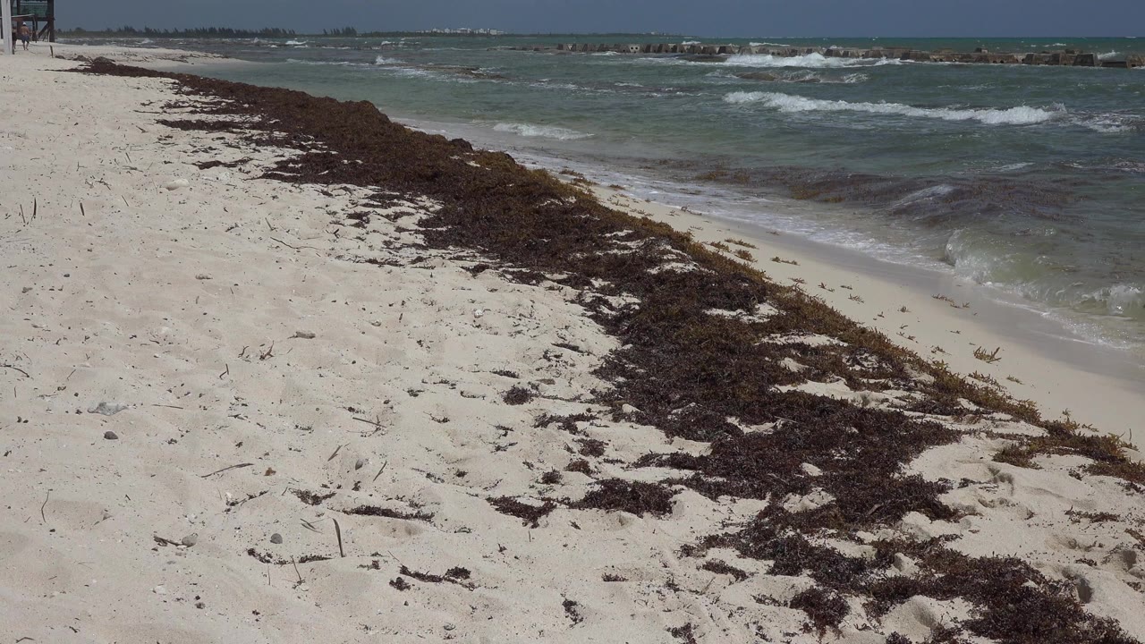 Playa del Carmen beach at 0:00 with white sand, a dark seaweed line, choppy green-blue water, a rocky breakwater on the horizon, and no visible people.