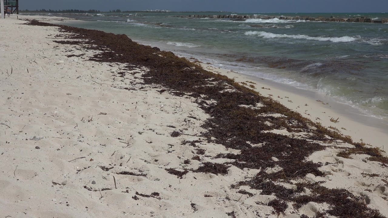 Playa del Carmen shoreline at 0:01 with the seaweed band running diagonally across pale sand while small waves push toward the beach and no visible people.