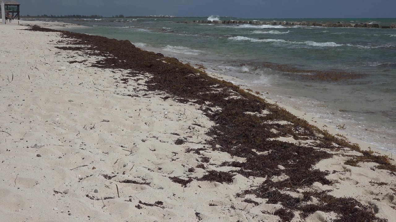 Beach shoreline with dark seaweed and surf breaking near rocks offshore.