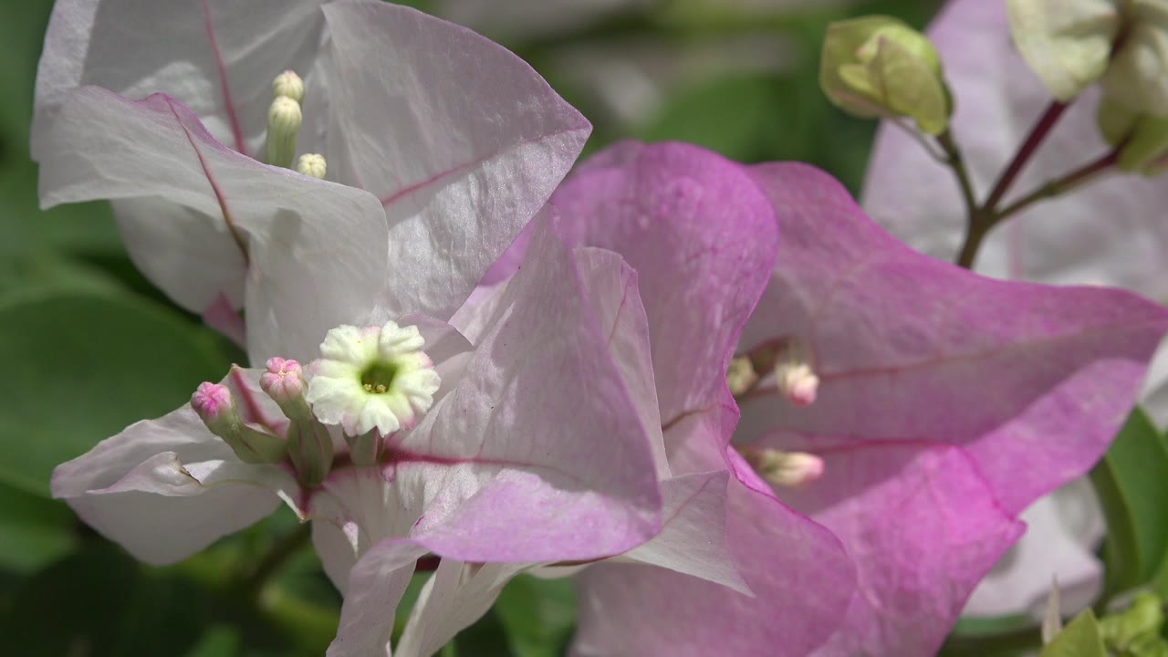 Close view of pink and pale white flower petals in Playa Del Carmen, Mexico, with small cream blossoms near the center and no visible people.