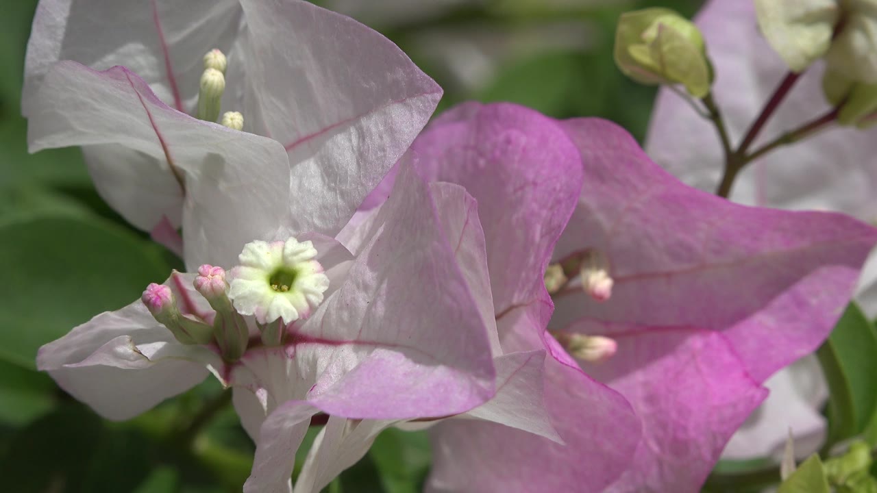 Flower close-up with pink petals, white petals, buds, and leaves