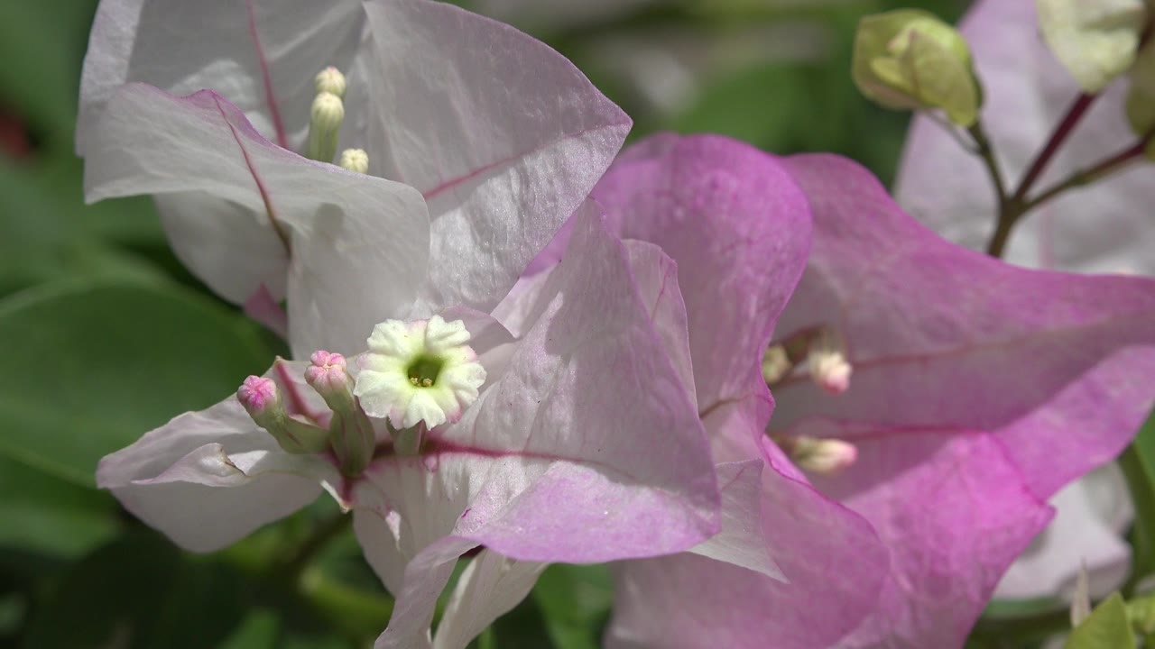 Close-up of translucent lilac and white flower petals in Playa Del Carmen, Mexico, with green leaves in soft focus and no visible people.