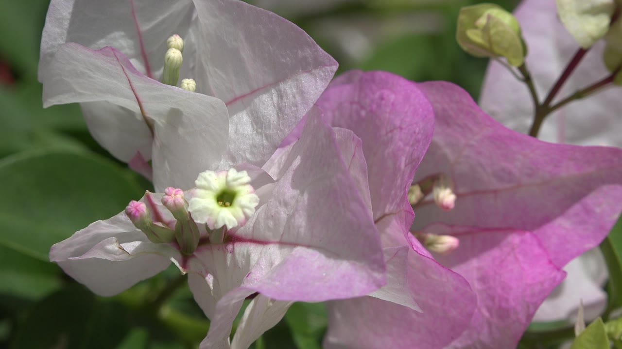 Pale flower center and pink buds sit in front of lilac petals.