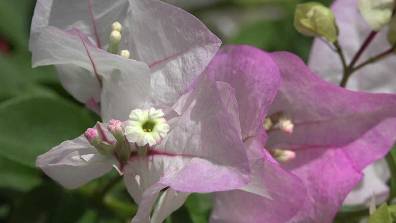 Close view of pink and pale white flowers with small white centers in Playa Del Carmen, Mexico, with green foliage behind them and no visible people.