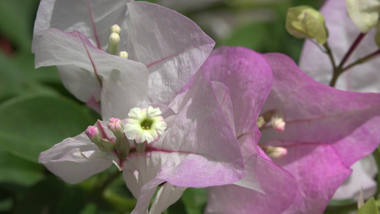 Close flower cluster with pink bracts, pale petals, and soft green background.