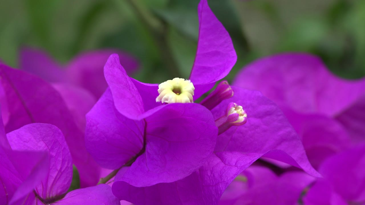Magenta flower bracts with a pale yellow center against blurred green leaves.