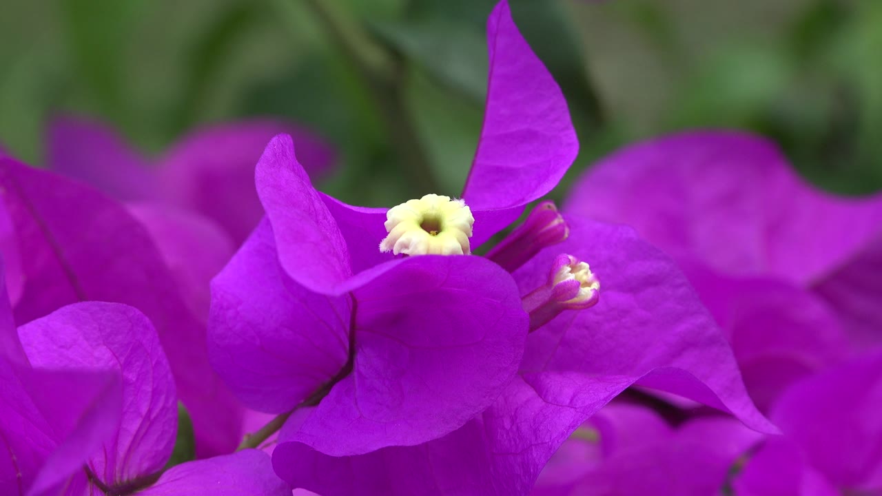 At one second, the Playa Del Carmen flower remains tightly framed, with the yellow center slightly left of center and no visible people.