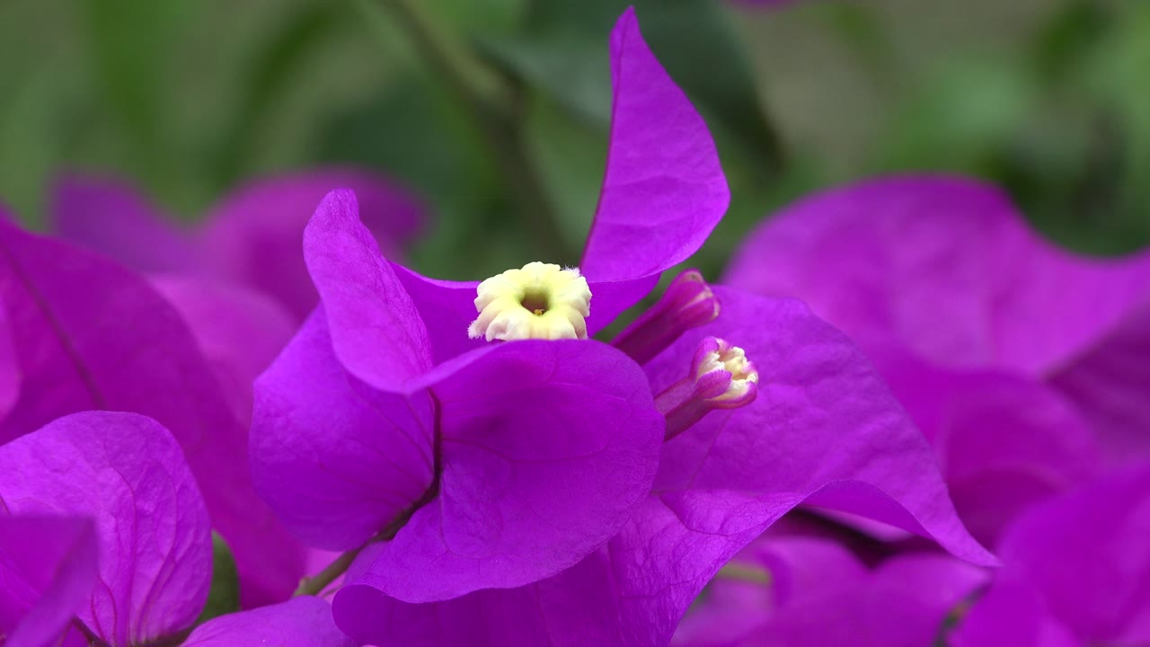 Close-up fuchsia flowers in Playa Del Carmen, Mexico, with pale yellow centers, blurred green foliage behind them, and no visible people.