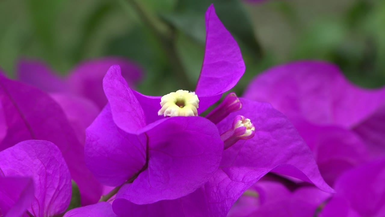 Purple fuchsia petals and yellow flower center in shallow focus.