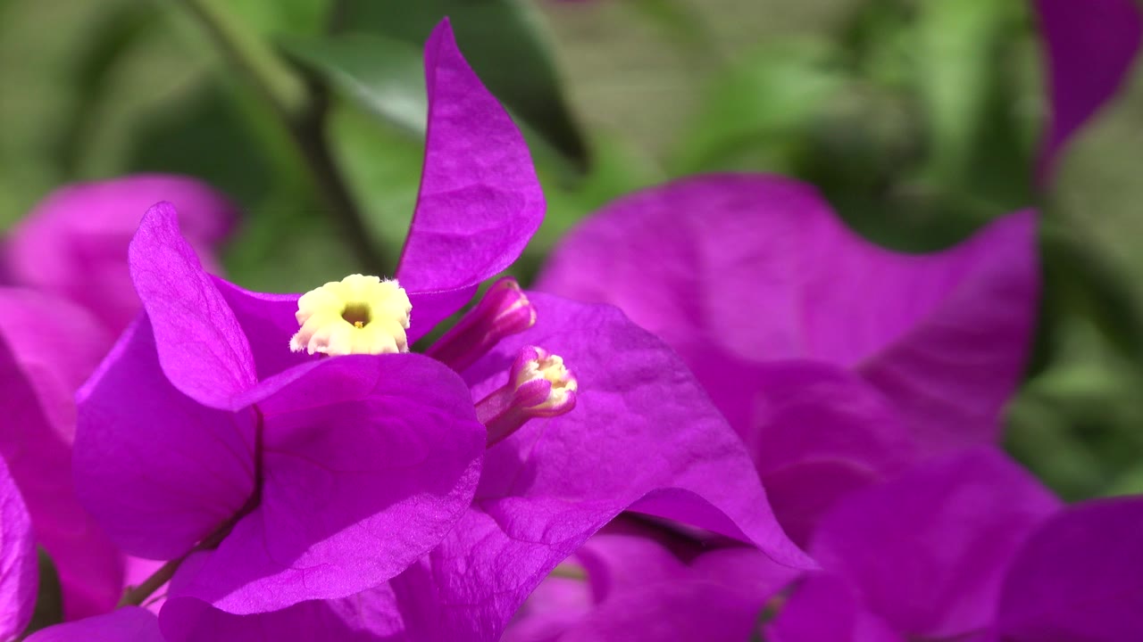 Close view of a magenta lilac flower in Playa Del Carmen, Mexico, with a pale yellow center and blurred green foliage behind it, no visible people.