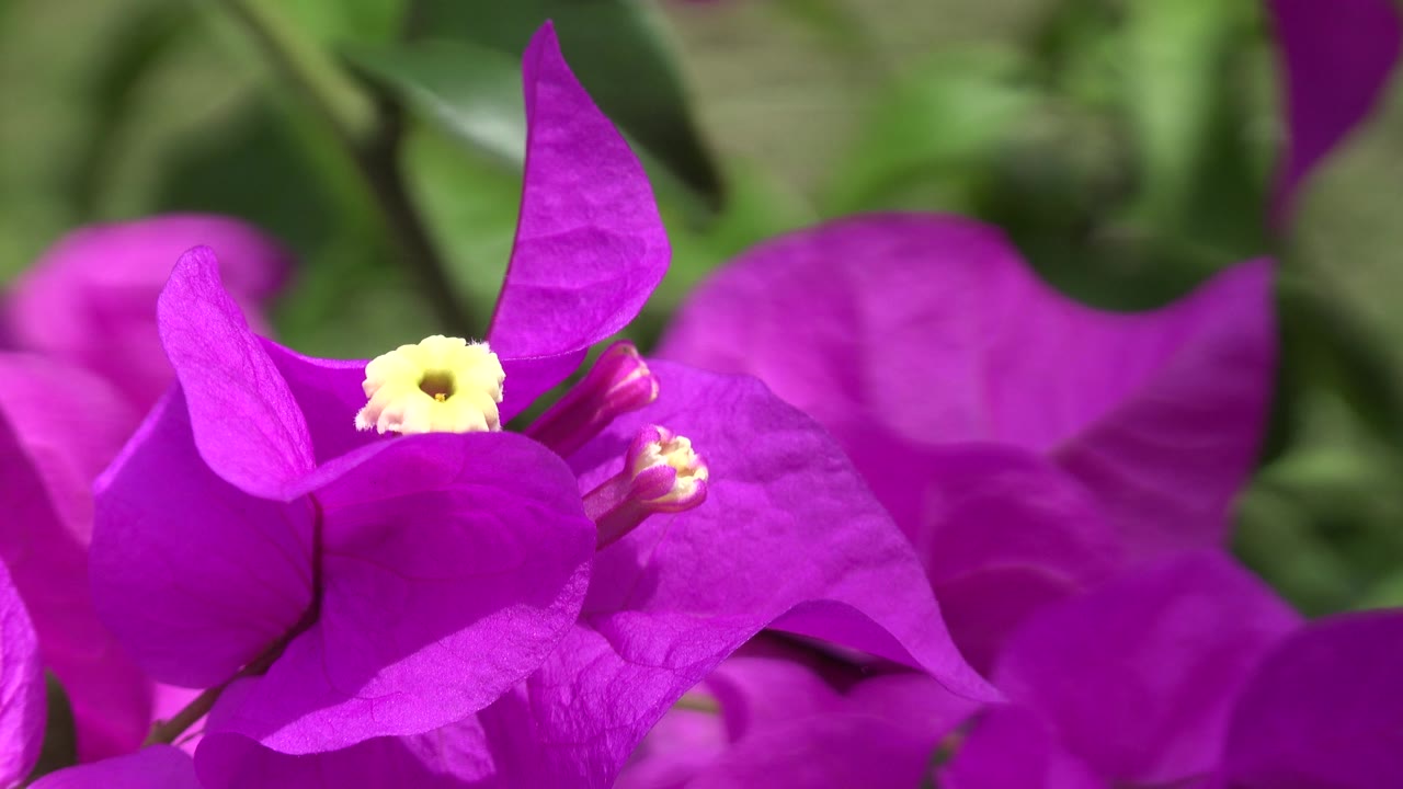 The flower remains tight in frame in Playa Del Carmen, Mexico, with magenta petals crossing the foreground and a soft green plant background, no visible people.