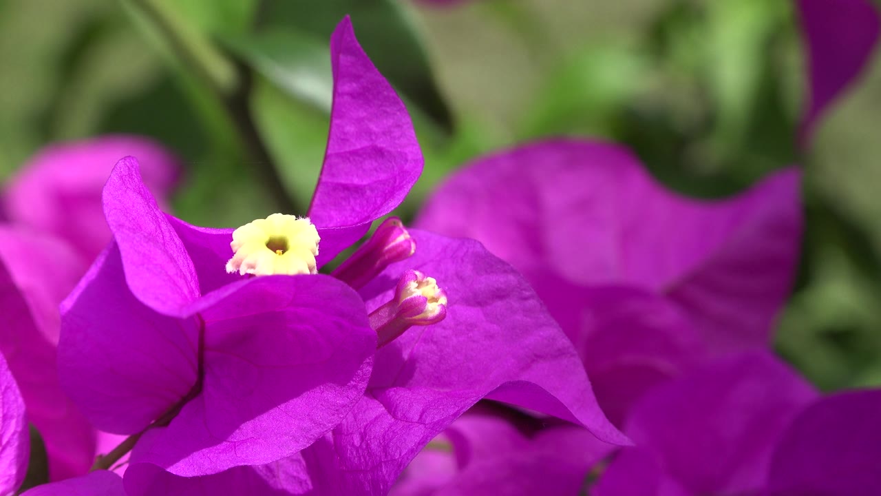 Bright magenta flower detail with yellow center in sunlight.