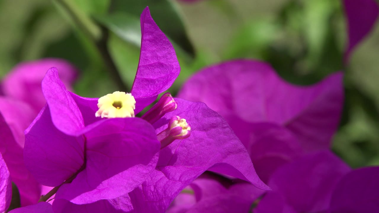 Opening close-up of purple bougainvillea in Playa Del Carmen, Mexico, with a pale white center bloom and blurred green leaves behind, no visible people.