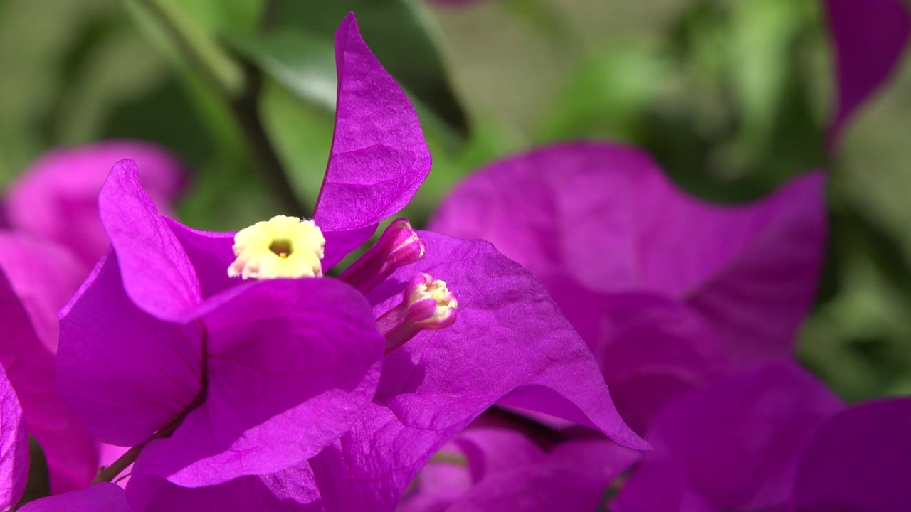 Bright purple bougainvillea with green leaves behind