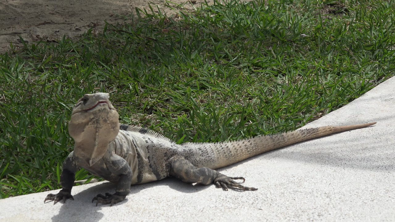 At 0:00, a large lizard sits upright on a pale path beside green grass in Playa del Carmen, Mexico, with no visible people.
