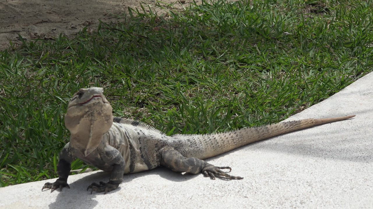 At 0:01, the large lizard remains on the sunlit path in Playa del Carmen, Mexico, its tail extending right into the grass edge, with no visible people.