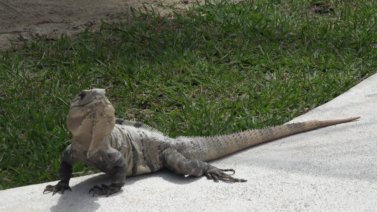 Large lizard beside grass with head raised.