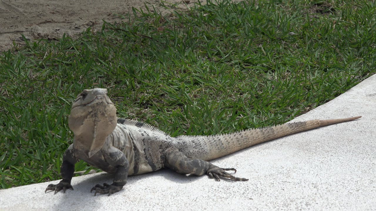 A young lizard lies on pale concrete beside green grass in Playa del Carmen, Mexico, facing forward with its tail stretched to the right and no visible people.