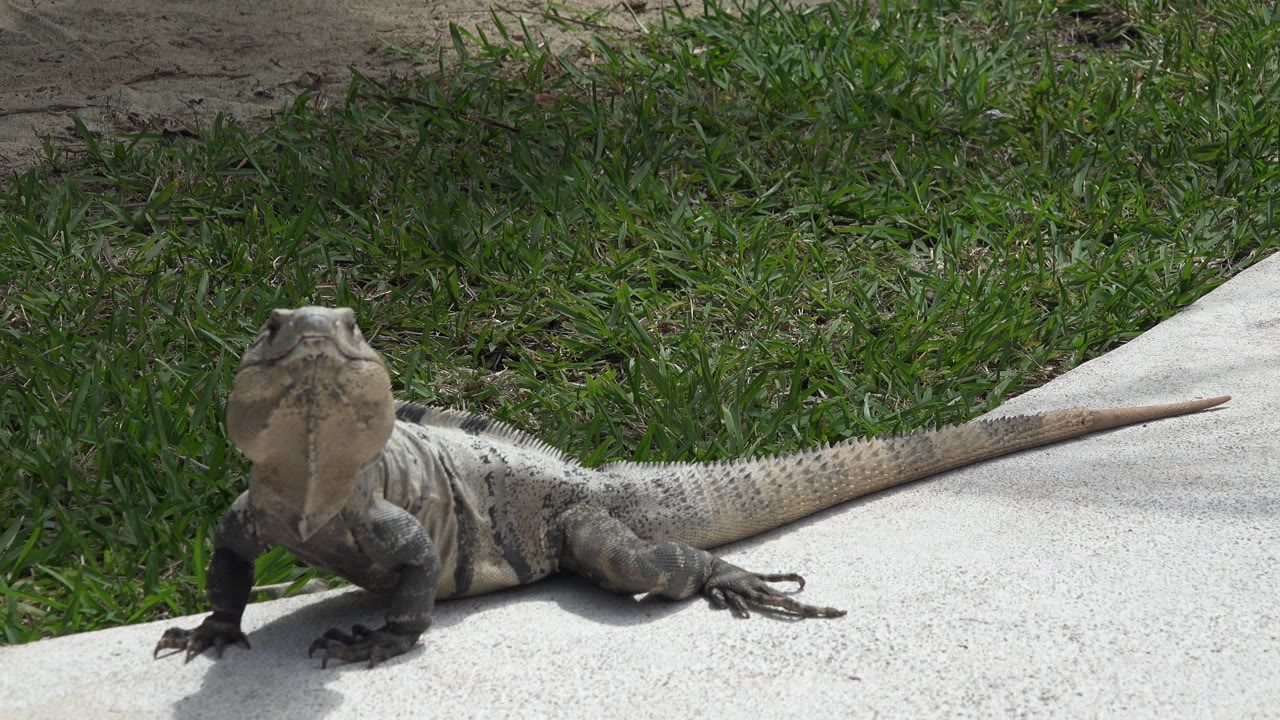 Large gray-tan reptile faces the camera from a pale rock edge in Playa Del Carmen, Mexico, with green grass behind it and no visible people.