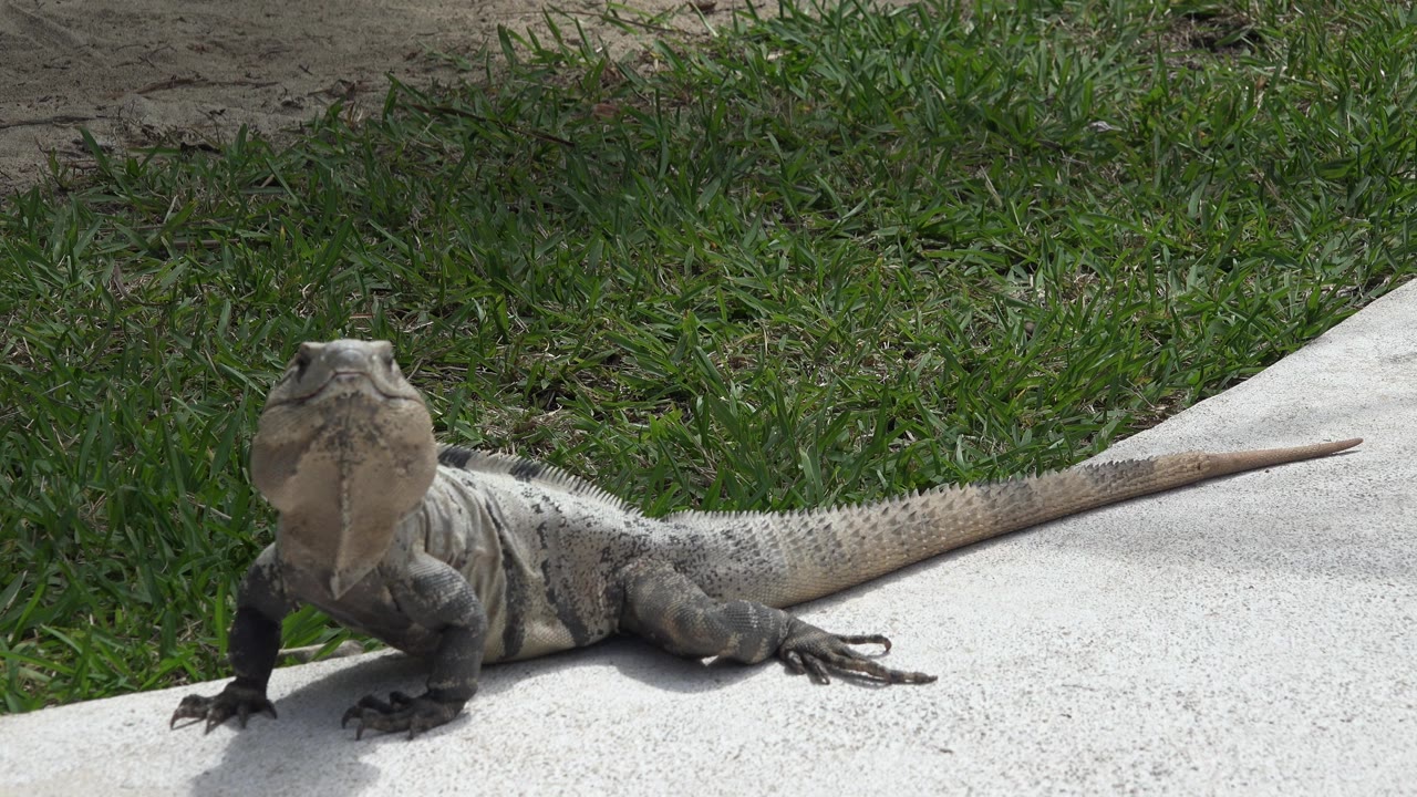 Reptile looking forward with tail across rock