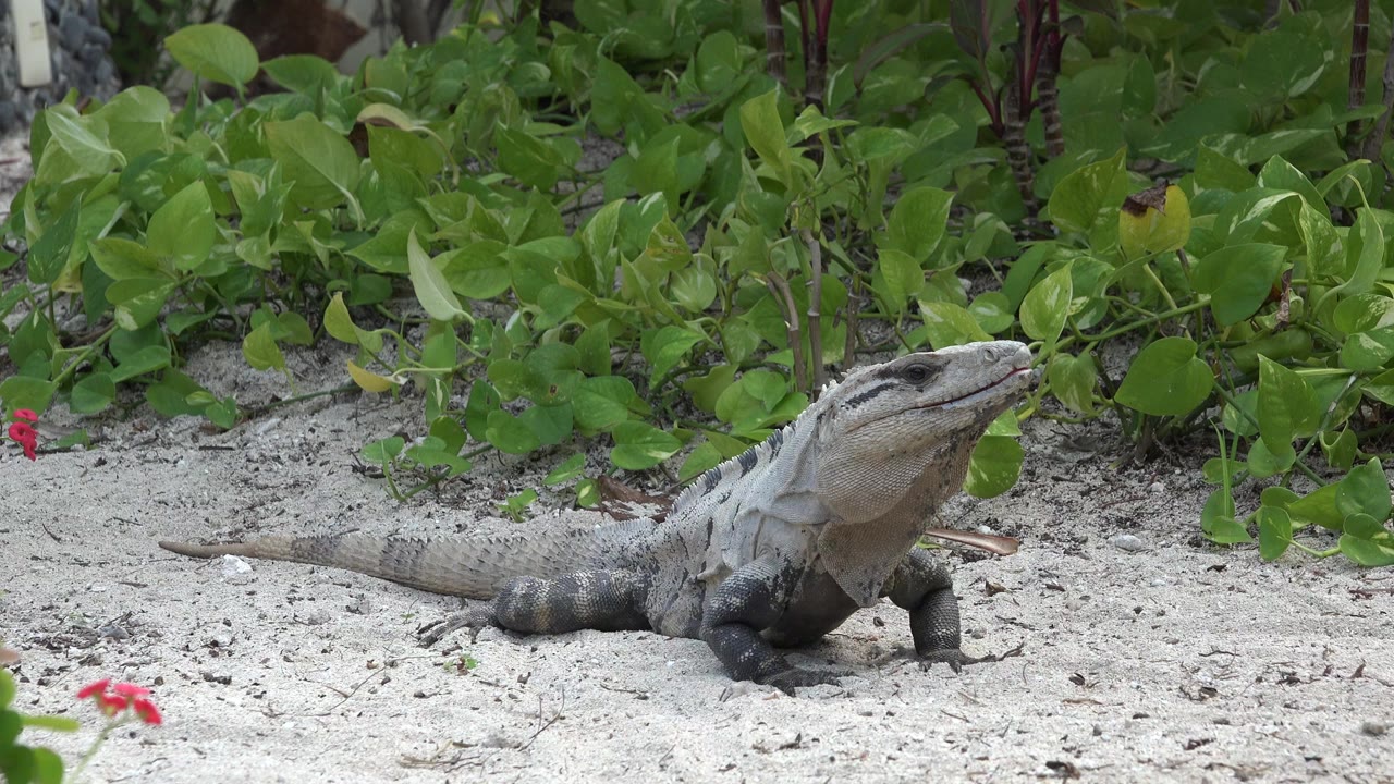 A gray lizard-like reptile lies on pale sand in Playa del Carmen, Mexico, with green foliage behind it and no visible people.