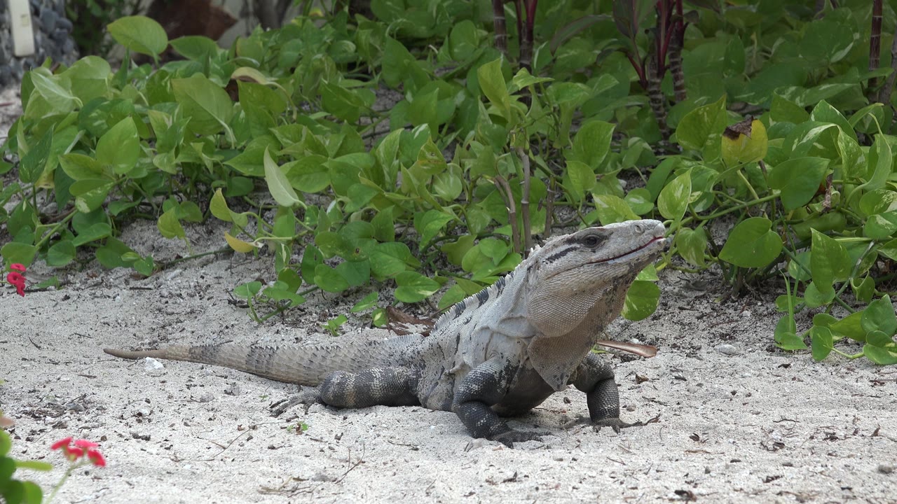 Lizard-like reptile stretched across sand in front of foliage.