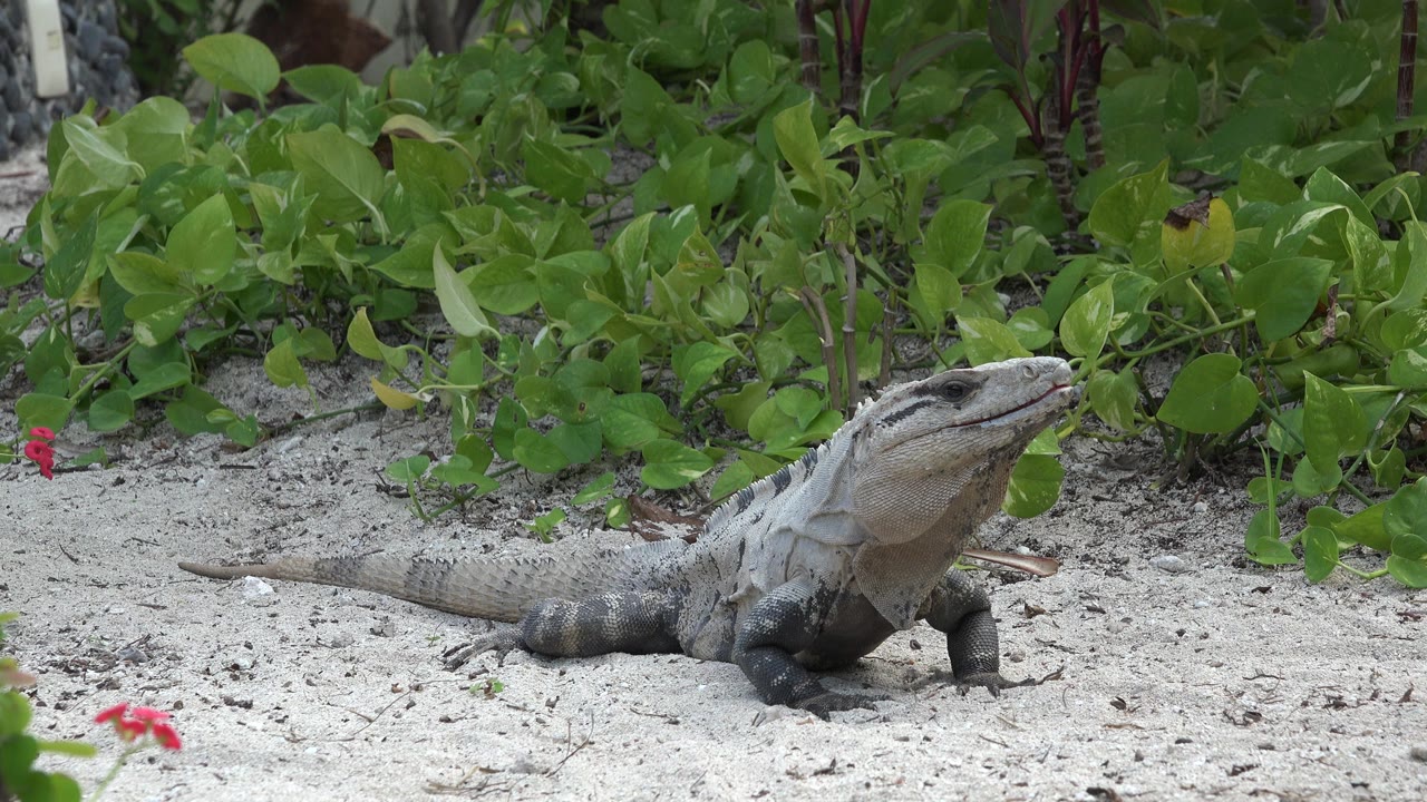 Gray lizard rests on pale sand with its head raised beside dense green plants in Playa del Carmen, Mexico, with no visible people.