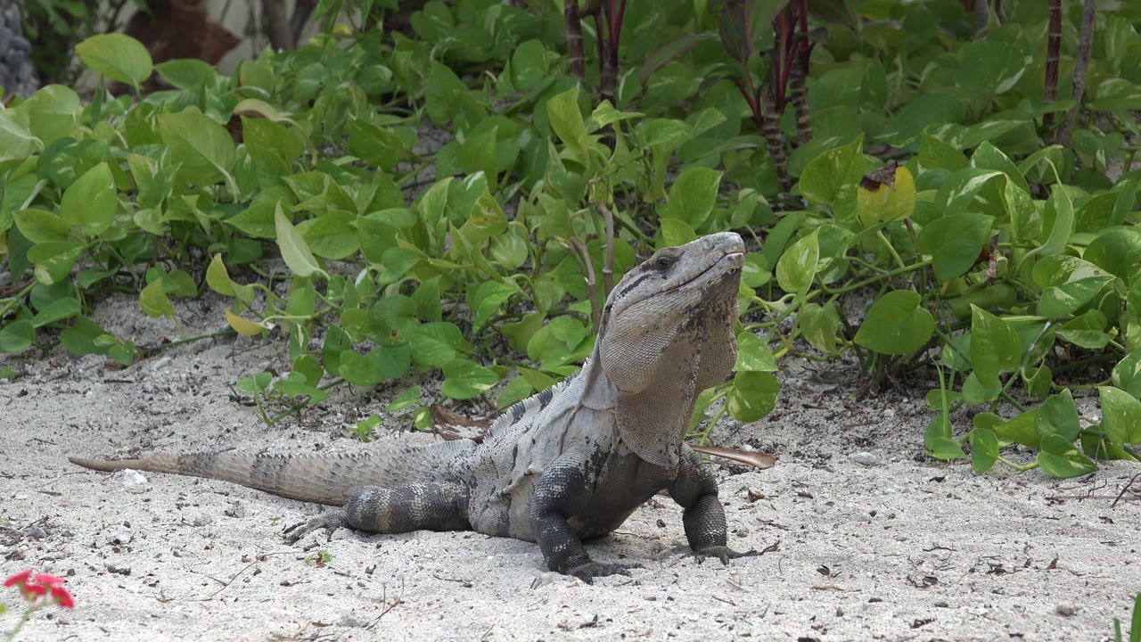 Large gray lizard rests on pale sandy ground in Playa Del Carmen, Mexico, with leafy green plants behind it and no visible people.