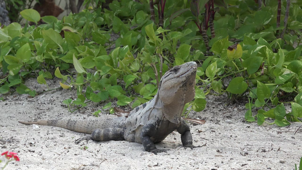 Gray lizard raises its head on sandy ground in Playa Del Carmen, Mexico, backed by broad green leaves and no visible people.