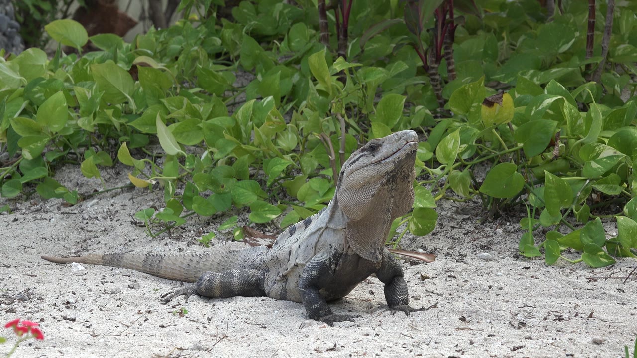 Reptile on sand with dense leaves filling the background.