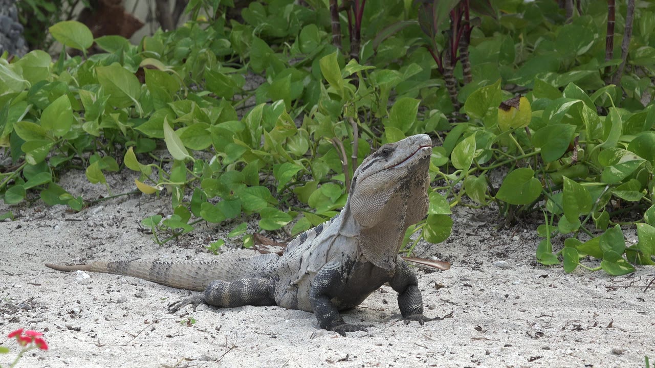Gray iguana on pale sand beside green vegetation.