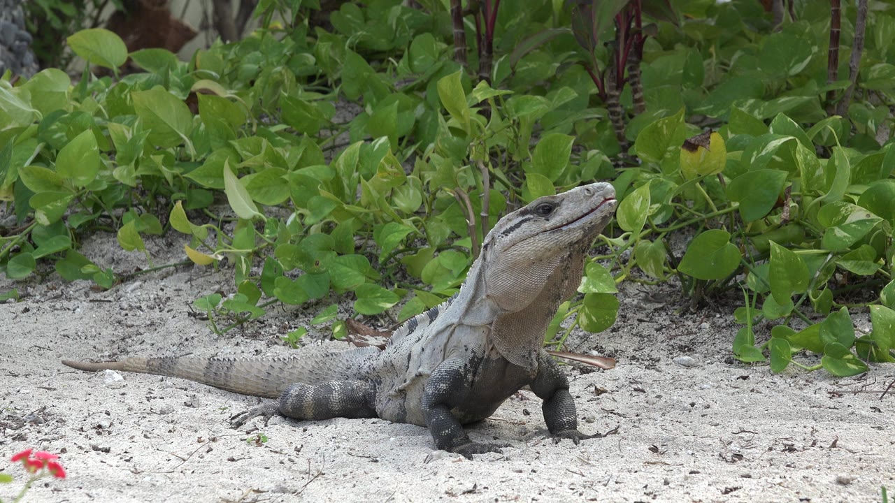 Large gray lizard sunning on pale sand in Playa del Carmen, Mexico, with green foliage behind it and no visible people.
