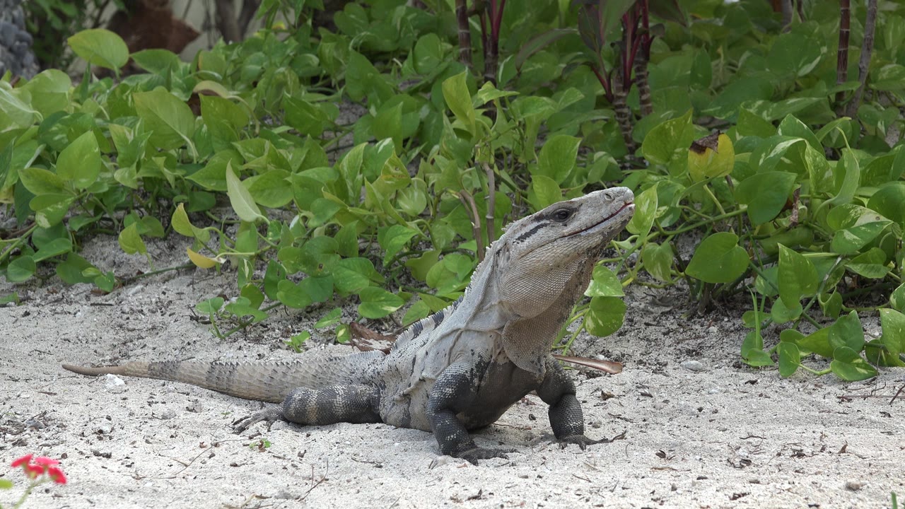 Gray lizard sunning on sand in front of green plants.