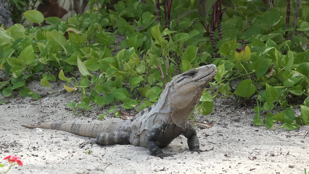 Large gray lizard on pale sand beside dense green beach vegetation in Playa Del Carmen, Mexico, with no visible people in the opening frame.
