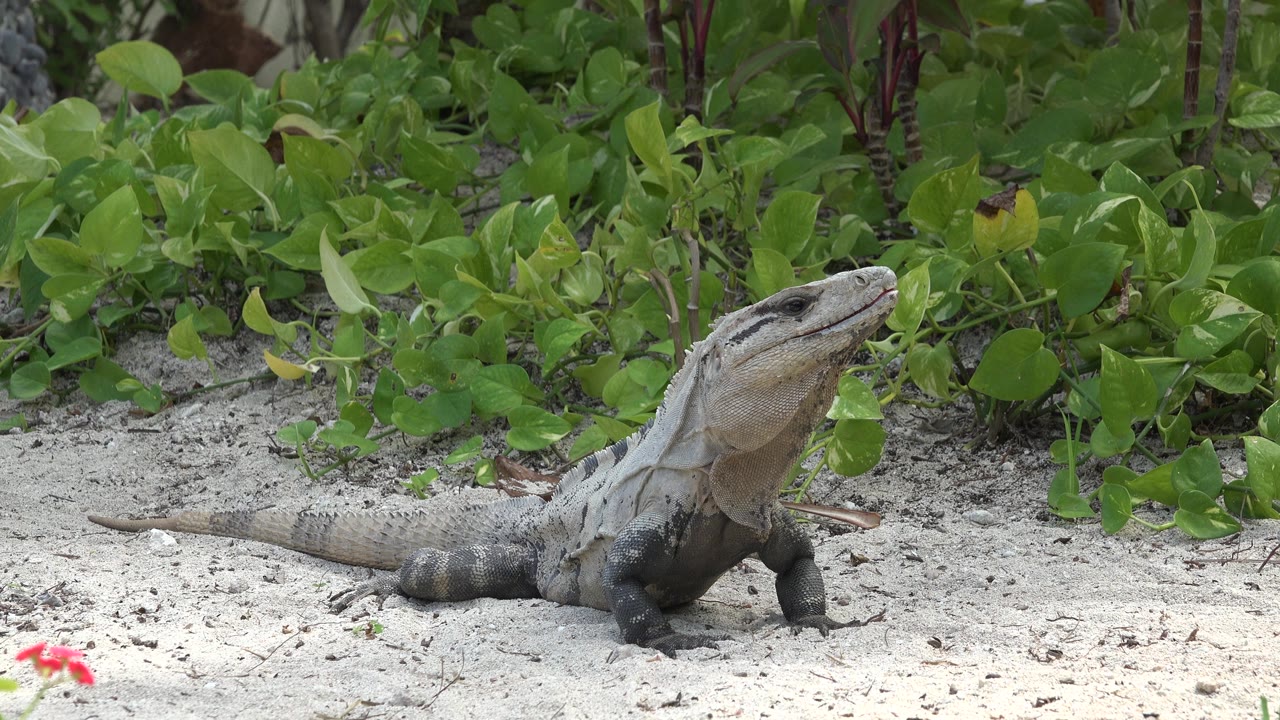 Large lizard on sunlit sand in front of leafy green growth.