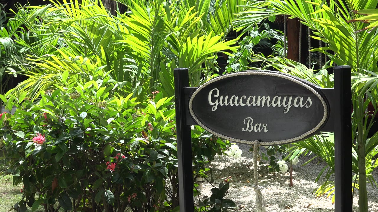 Guacamayas Bar sign partly framed by palms and shrubs.