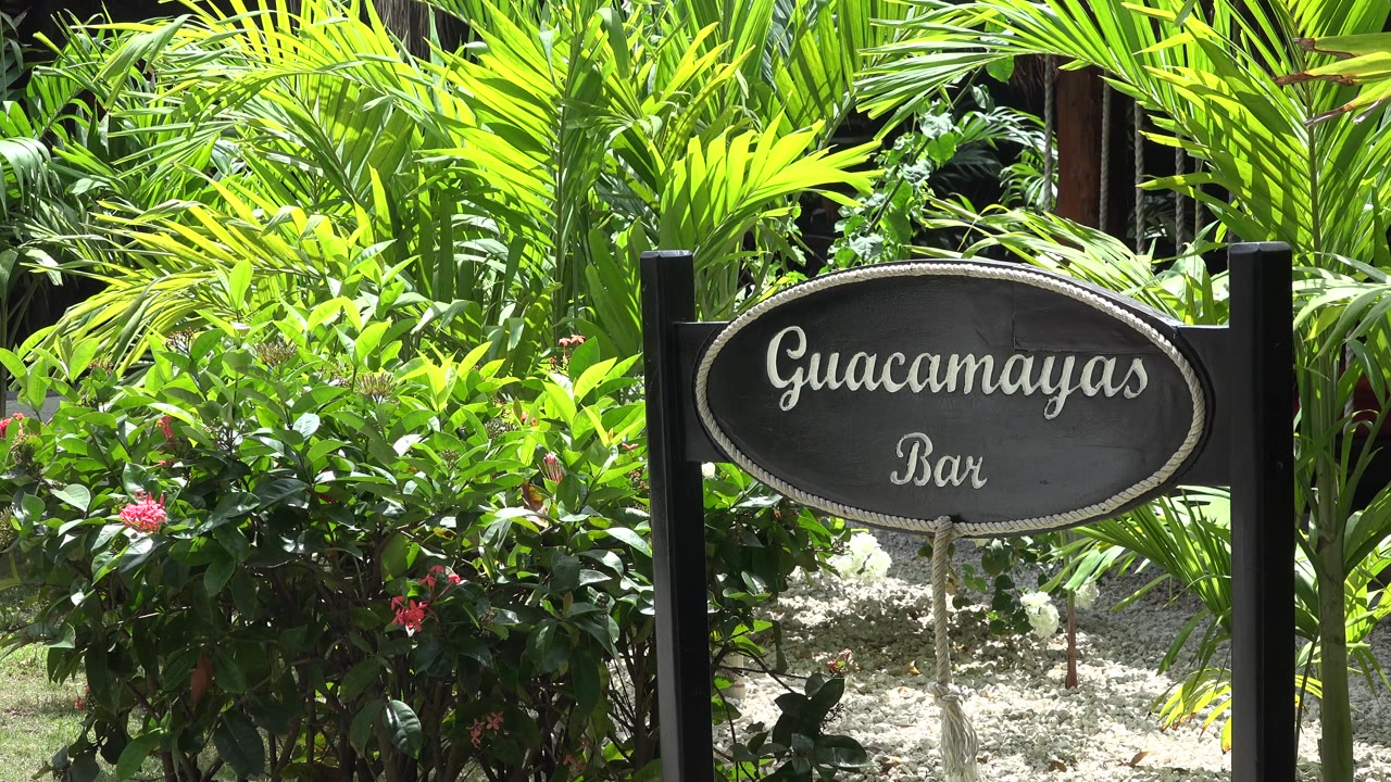 At 0:01, the Guacamayas Bar sign remains centered against dense green palms and shrubs in Playa del Carmen, Mexico, with no visible people.