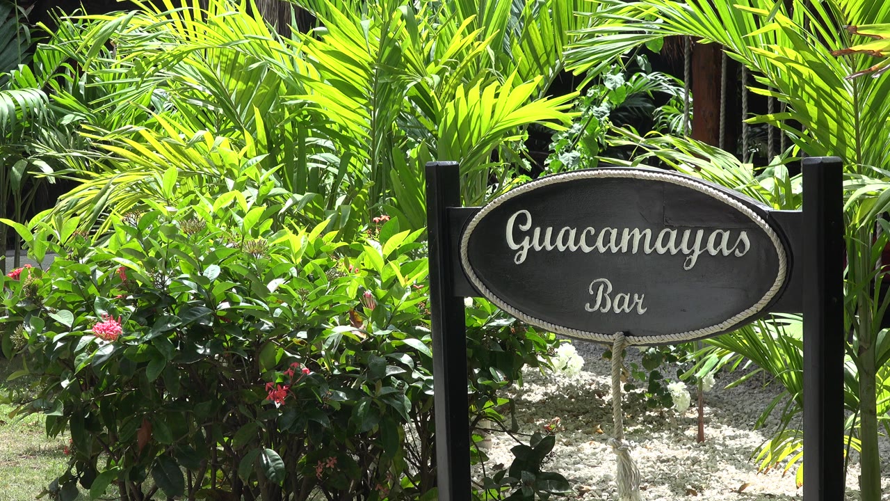 Guacamayas Bar sign among bright green palms and shrubs