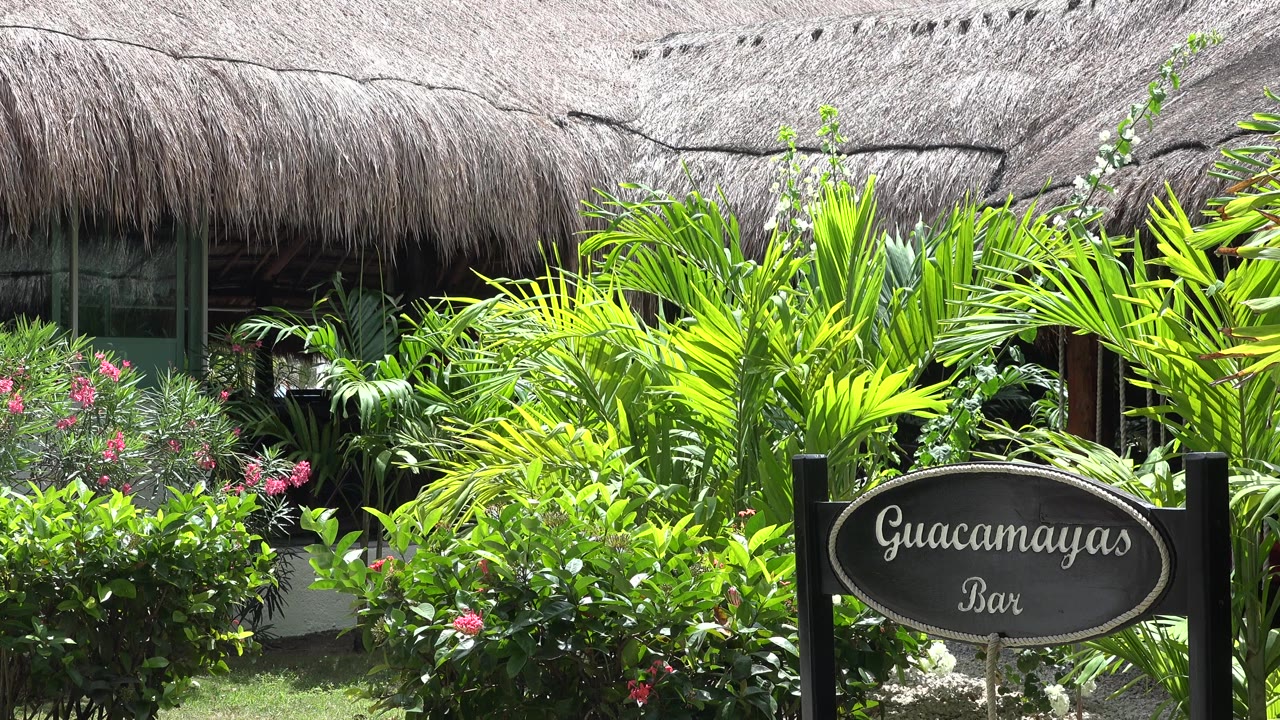Thatched roof, palms, flowering shrubs, and a Guacamayas Bar sign.
