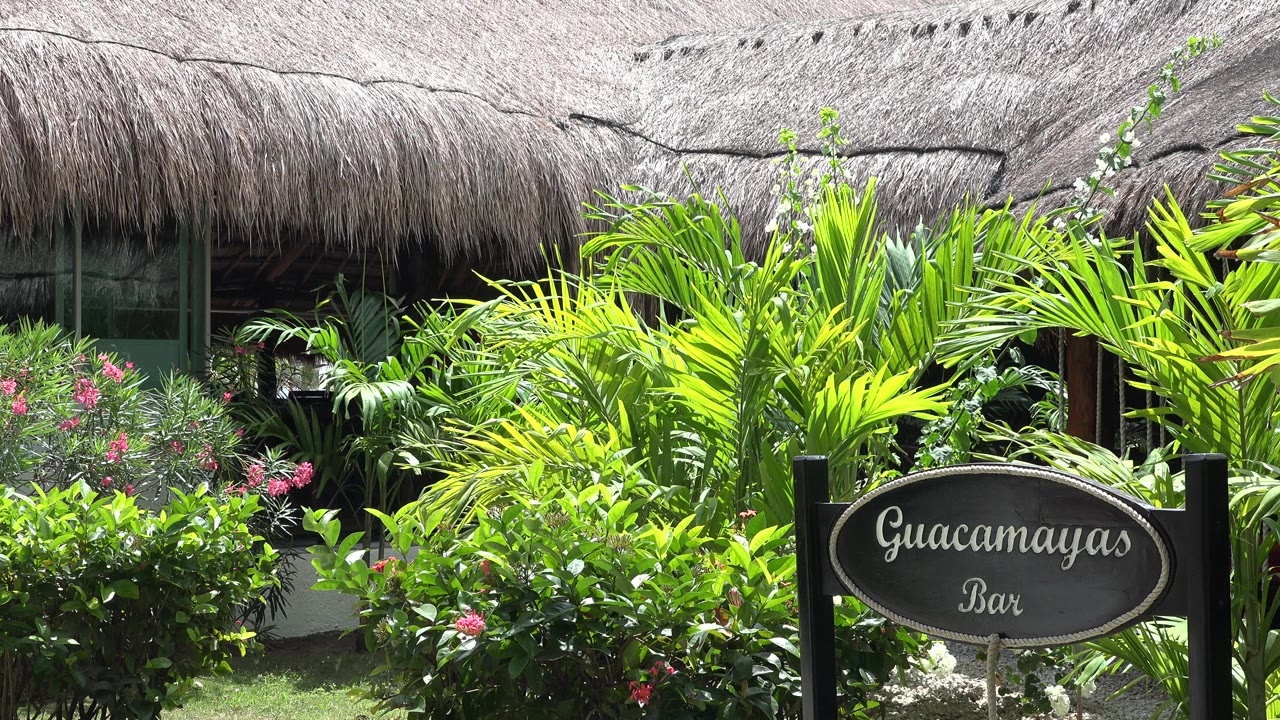 Second frame in Playa Del Carmen, Mexico, with the Guacamayas Bar sign near center foreground, dense palms, pink flowers, and no visible people.