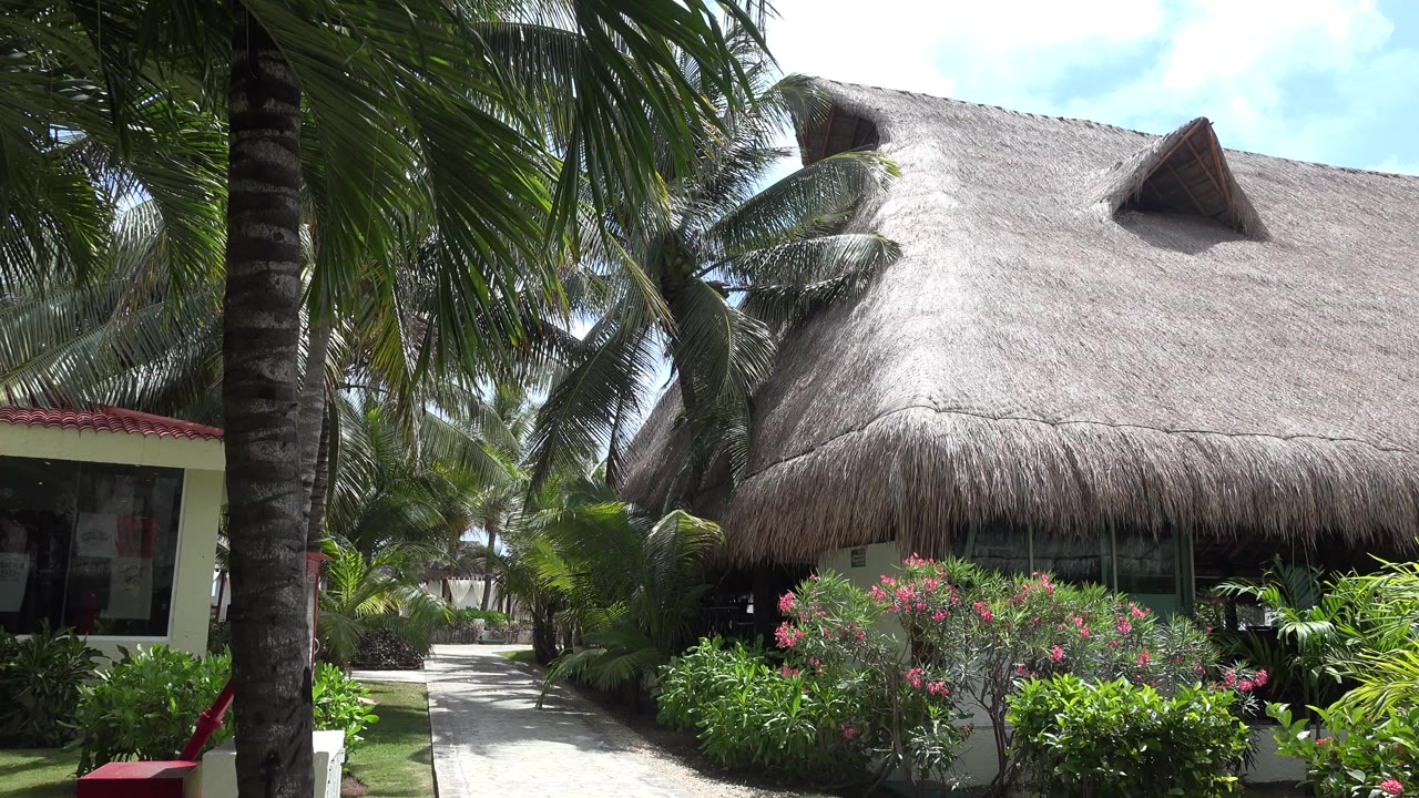Opening frame of a Playa del Carmen thatched-roof hut with a palm trunk at left, dense green shrubs in front, a pale walkway, and no visible people.