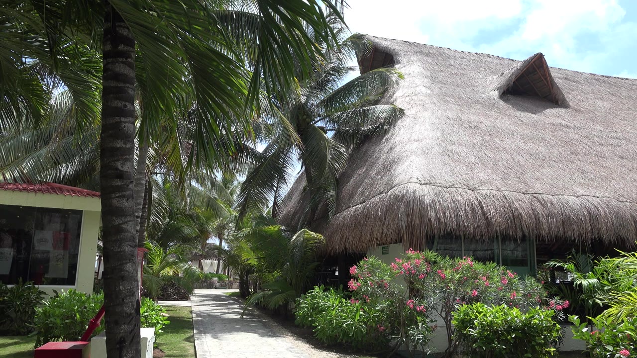 Playa del Carmen hut exterior at one second, with the walkway visible left of the shrub bed, palm fronds overhead, cream side walls, and no visible people.
