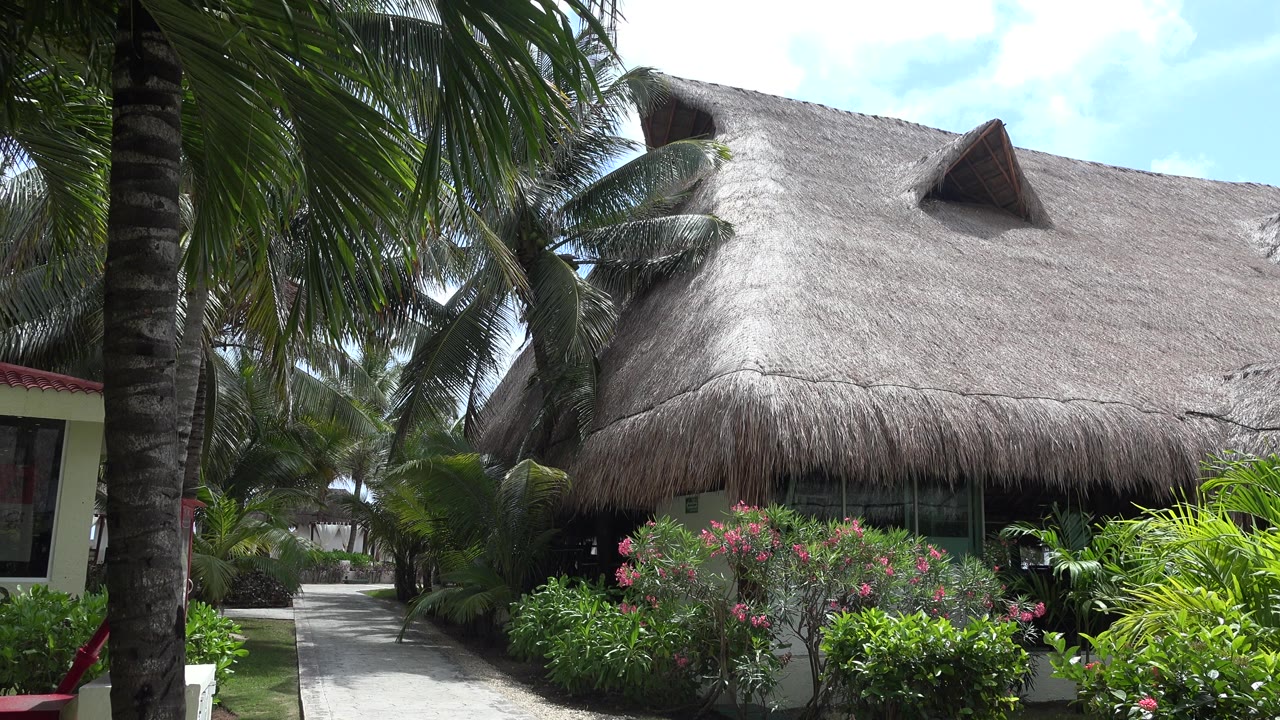 A Playa del Carmen hotel exterior with a large thatched roof, palm trunks at left, flowering shrubs in front, a paved walkway at left, and no visible people.