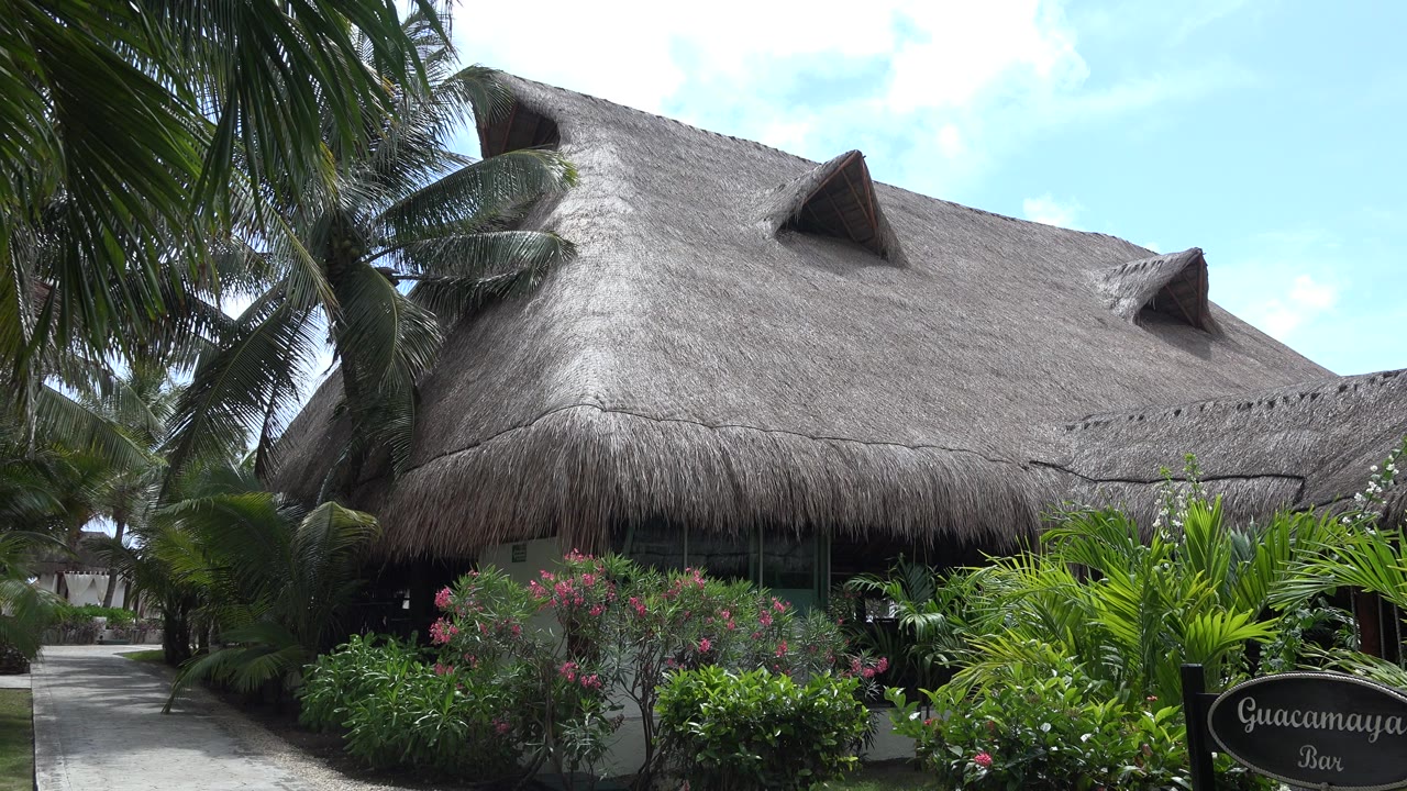 Opening frame of a Playa del Carmen thatched-roof restaurant or bar exterior with palm fronds overhead, a garden path at left, and a Guacamayas Bar sign low at right, with no visible people.
