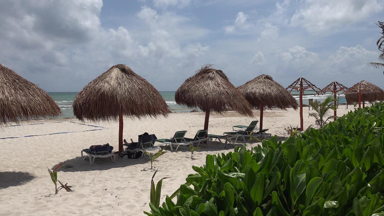 Thatched umbrellas and lounge chairs on a sandy beach beside green foliage.
