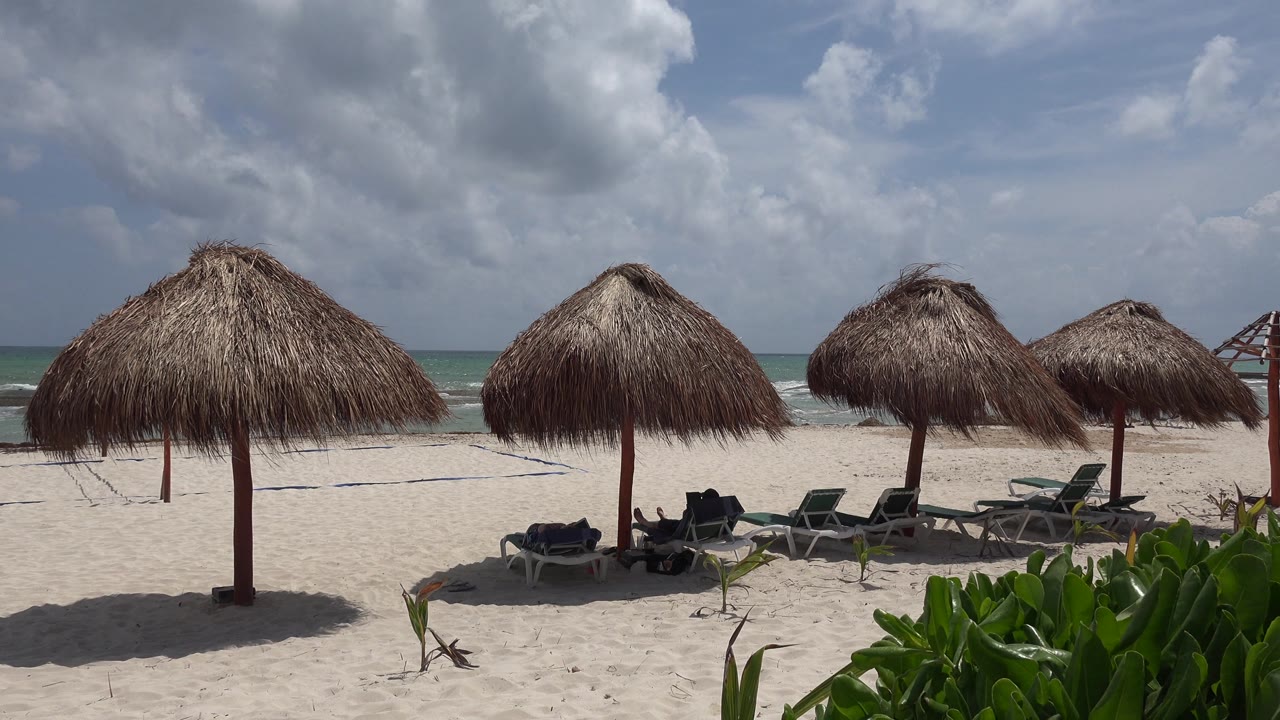 Beach shade umbrellas, loungers, plants, and cloudy sky near the shore
