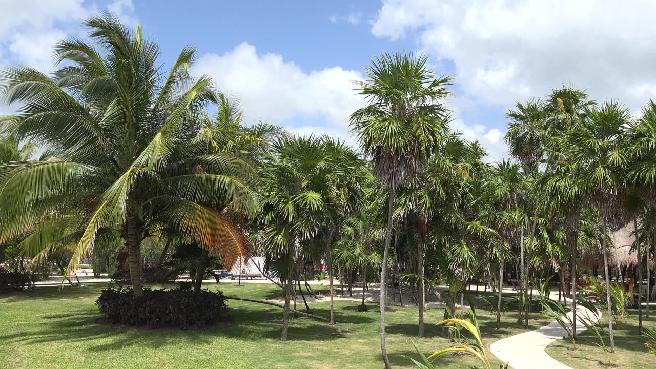 Opening frame of palm trees and a mowed lawn in Playa del Carmen, Mexico, with a curved pale walkway, blue sky, white clouds, and no visible people.