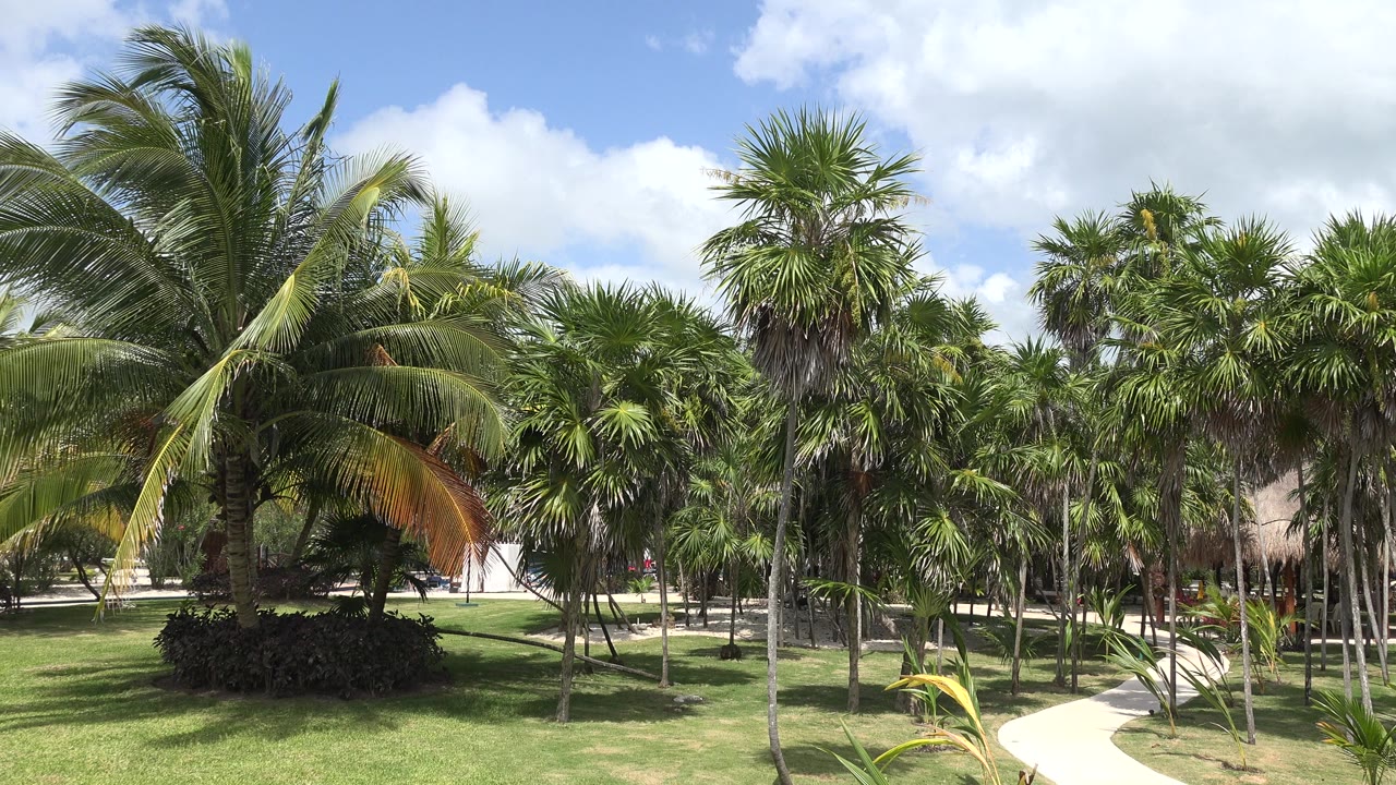 Wide view of a Playa del Carmen park with palms, mowed grass, a curved walkway at right, blue sky, white clouds, and no visible people.
