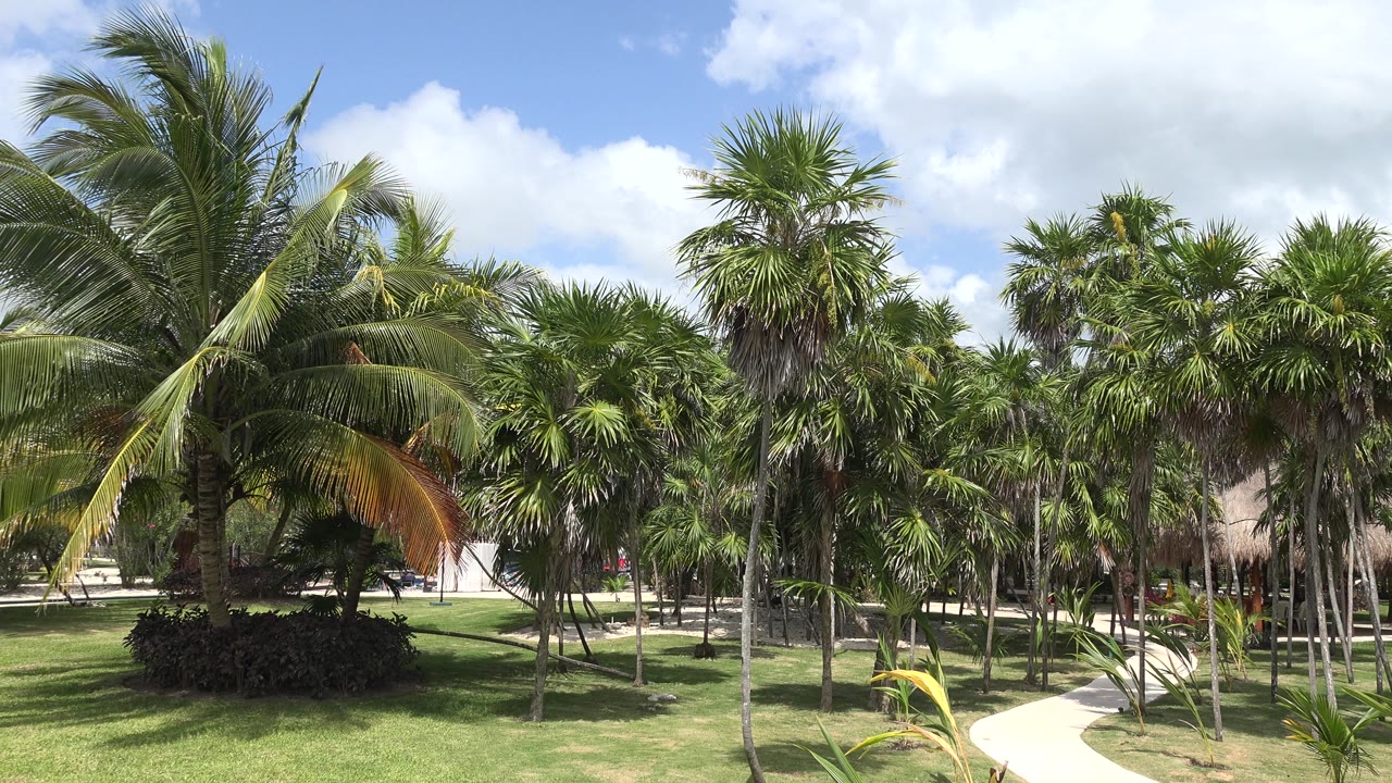 Palm grove with blue sky, white clouds, and grass.