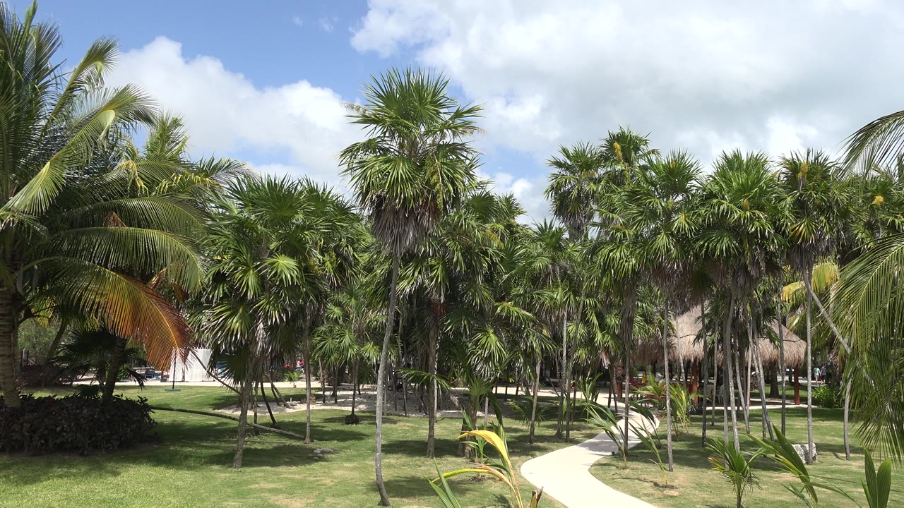 A ground-level view in Playa Del Carmen, Mexico shows palm trees, trimmed grass, a pale curving path, and partial thatched roofs with no visible people.